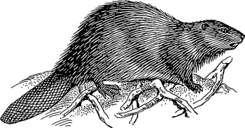 oct 29 illustration.pixabay