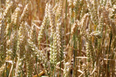 Sept 14 illustration.wheat