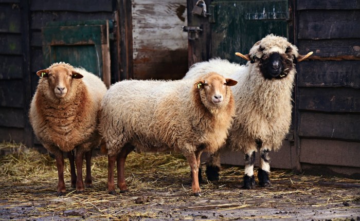 From Sheep to Cloth, Part&nbsp;I